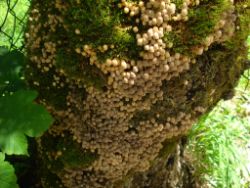 2013-07-07_Kotalm-Jochberg (003).JPG